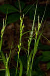 Hitchcock's sedge